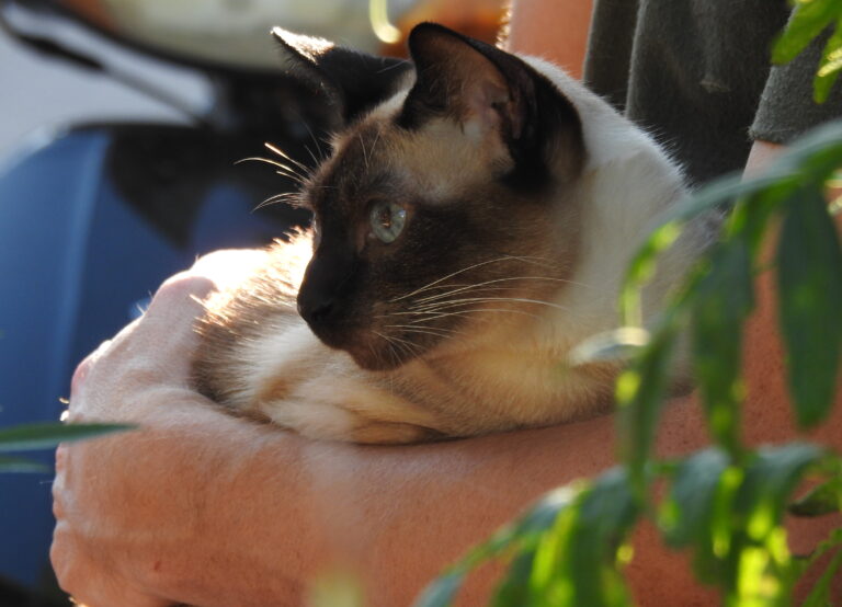Realizamos la 21º Campaña de castración