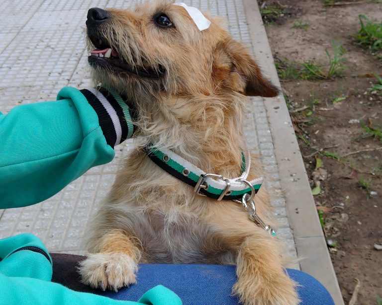 29º Campaña de castración en mascotas