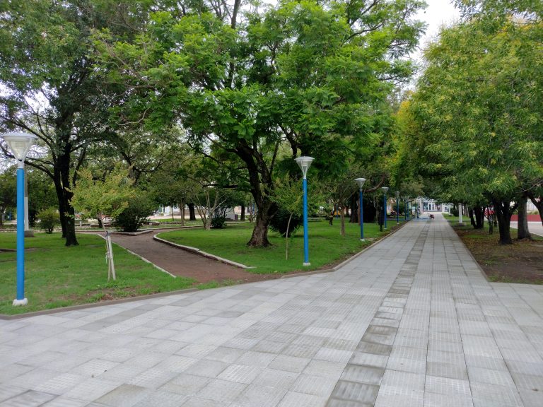 Censo arbolado público