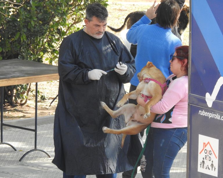 Más de 1000 mascotas esterilizadas