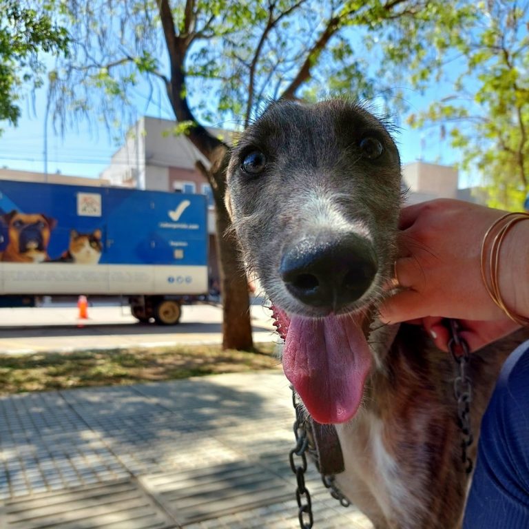 37º Campaña de Castración