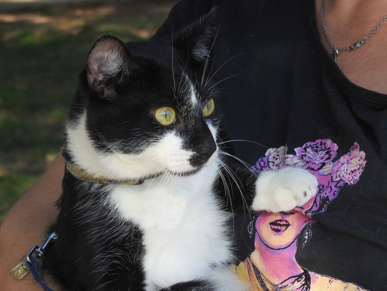 38º Campaña de castración canina y felina