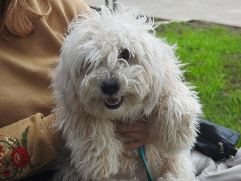 ¡Cuida, esteriliza y protege! Campaña de Castración Canina y Felina”